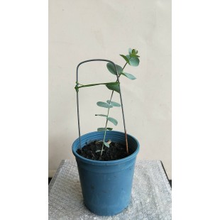 銀葉桉 香草植物