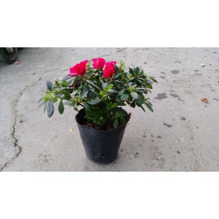 西洋杜鵑(紅花、寬徑20) 花卉盆栽 