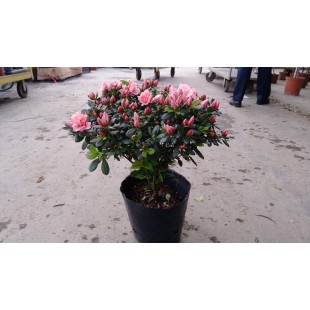 西洋杜鵑(粉紅花、寬徑40) 花卉盆栽 