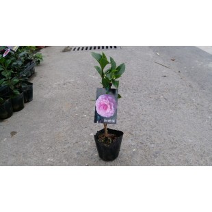 茶花 紫羅蘭 花卉盆栽 