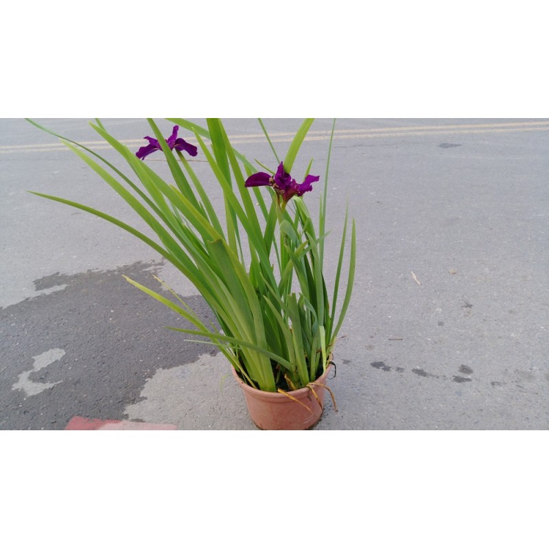 鳶尾 紫花