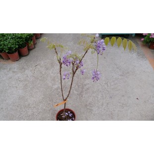 日本紫藤 花卉盆栽 