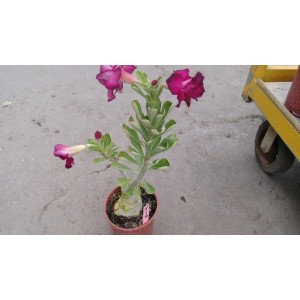 沙漠玫瑰(品種:紫丁香)