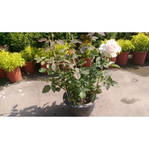蔓性玫瑰(品種:月光石) 花卉盆栽 