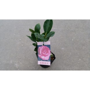 茶花(品種:紅粉佳人) 花卉盆栽 
