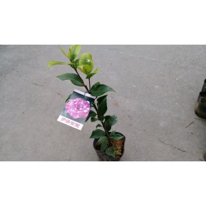 茶花(品種:伊莎安妮) 花卉盆栽 