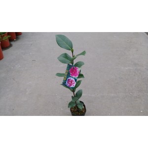 茶花(品種:彩虹天使) 花卉盆栽 
