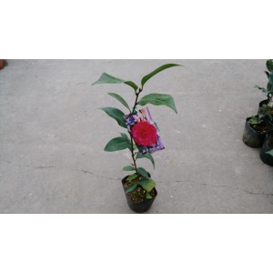 茶花(品種:喬治亞玫瑰) 花卉盆栽 