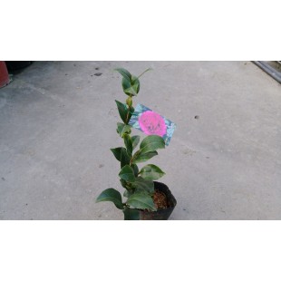 茶花(品種:超級克拉瑪) 花卉盆栽 