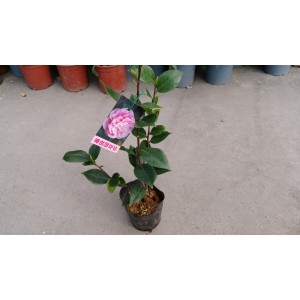 茶花(品種:少女的初會) 花卉盆栽 