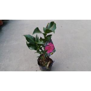 茶花(品種:迪士) 花卉盆栽 