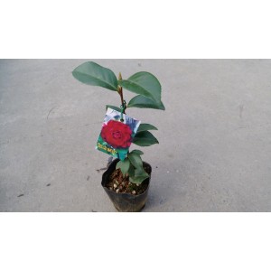 茶花(品種:良彩紫丹) 花卉盆栽 