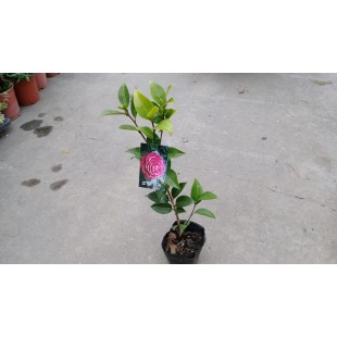 茶花(品種:黑色雷斯) 花卉盆栽 