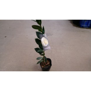 茶花(品種:戴羅尼加) 花卉盆栽 