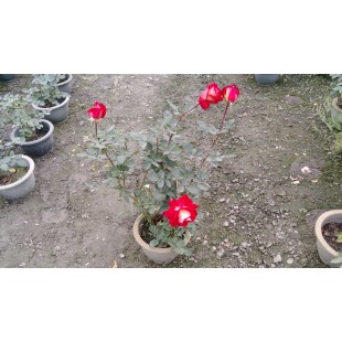 玫瑰(品種:胭脂馬) 花卉盆栽 