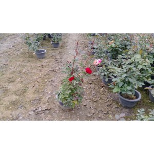 玫瑰(品種:小紅帽) 花卉盆栽 