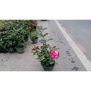 玫瑰(品種:霓虹) 花卉盆栽 