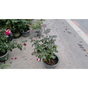 玫瑰(品種:蜜妮) 花卉盆栽 