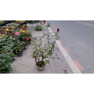 玫瑰(品種:米蘭爸爸) 花卉盆栽 