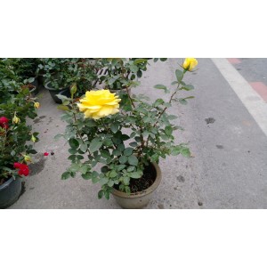 玫瑰(品種:柔美之黃) 花卉盆栽 