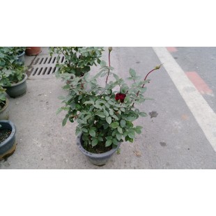 玫瑰(品種:英格麗褒曼) 花卉盆栽 