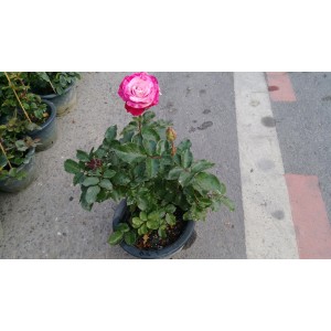 玫瑰(品種:鍾愛一生) 花卉盆栽 