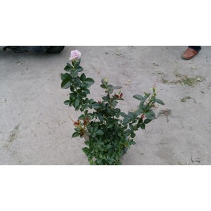玫瑰(品種:藍寶石) 花卉盆栽 