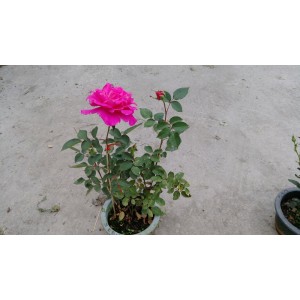 玫瑰(品種:洋紅香水) 花卉盆栽 