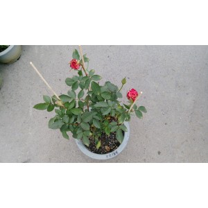 玫瑰(品種:西班牙舞孃) 花卉盆栽 