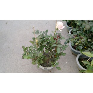 玫瑰(品種:翡翠粉) 花卉盆栽 