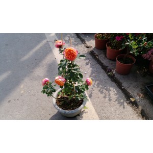 玫瑰(品種:浪漫寶貝) 花卉盆栽 