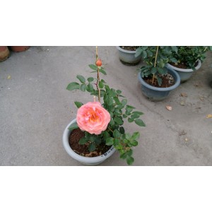 玫瑰(品種:人間天堂) 花卉盆栽 