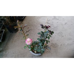 玫瑰(品種:現代) 花卉盆栽 