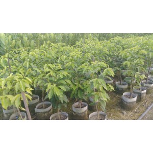 咖啡樹 果樹植栽