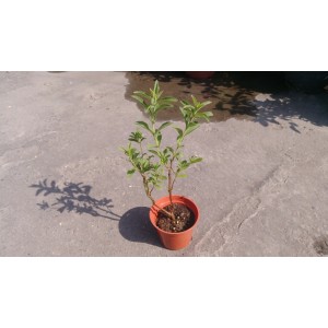 甜菊  香草植物