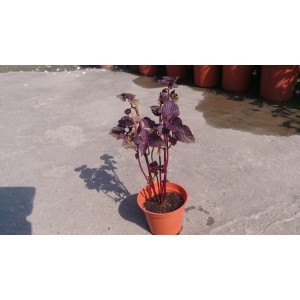 紫蘇  香草植物