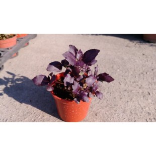 紫羅勒 香草植物
